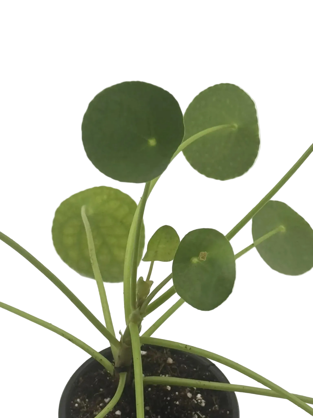 Pilea peperomioides round green leaves close-up