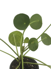 Pilea peperomioides round green leaves close-up