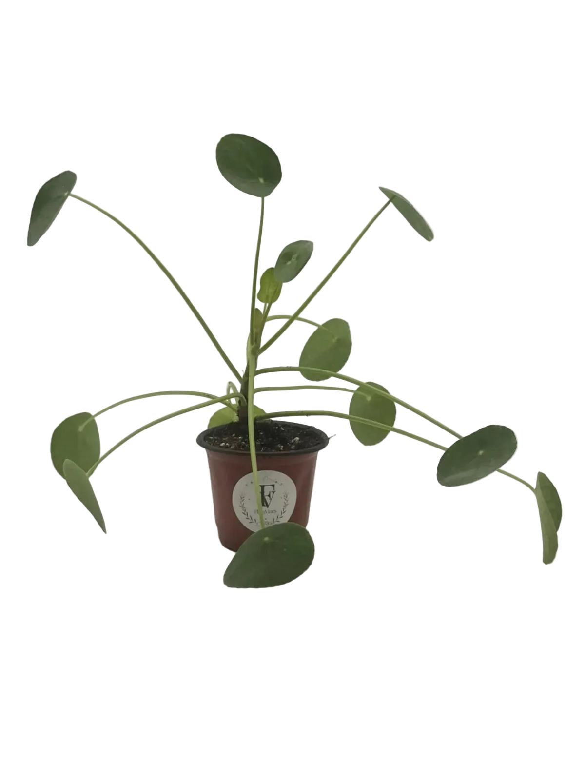 Chinese money plant Pilea peperomioides in 4-inch nursery pot, full plant
