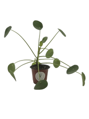 Chinese money plant Pilea peperomioides in 4-inch nursery pot, full plant