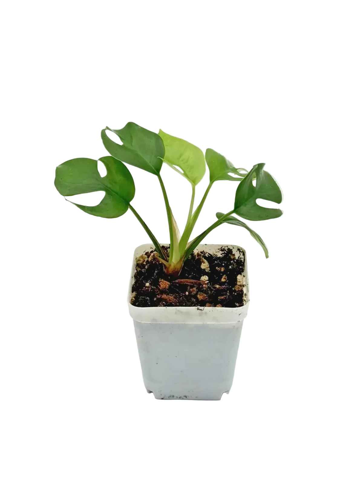 Mini Monstera Rhaphidophora tetrasperma live plant in 2.5 inch pot, front view