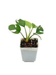 Mini Monstera Rhaphidophora tetrasperma live plant in 2.5 inch pot, front view