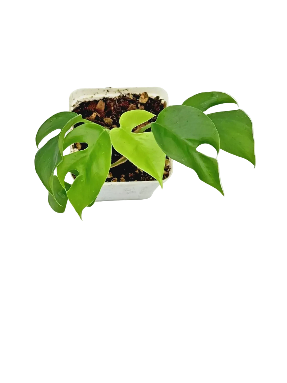 Mini Monstera Rhaphidophora tetrasperma leaves, top view