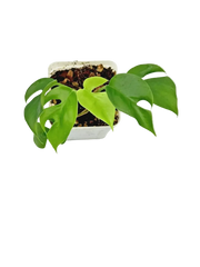 Mini Monstera Rhaphidophora tetrasperma leaves, top view