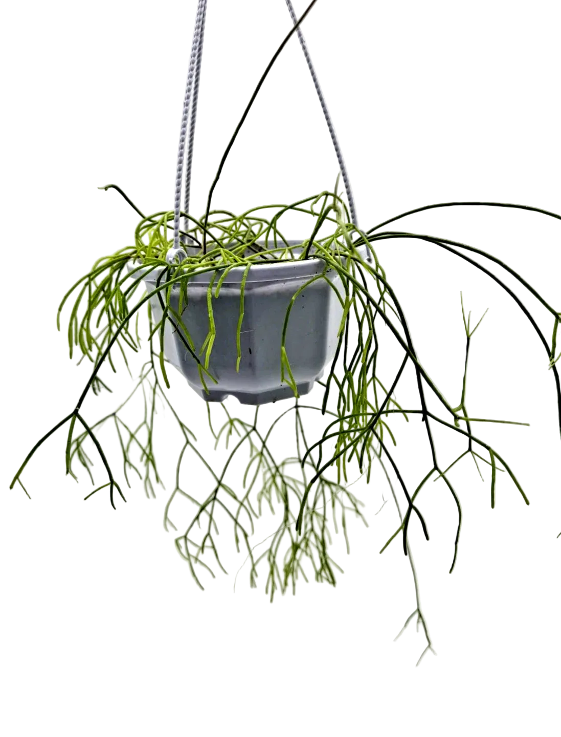 5 inch Rhipsalis mistletoe cactus hanging basket with long trailing stems