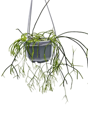 5 inch Rhipsalis mistletoe cactus hanging basket with long trailing stems