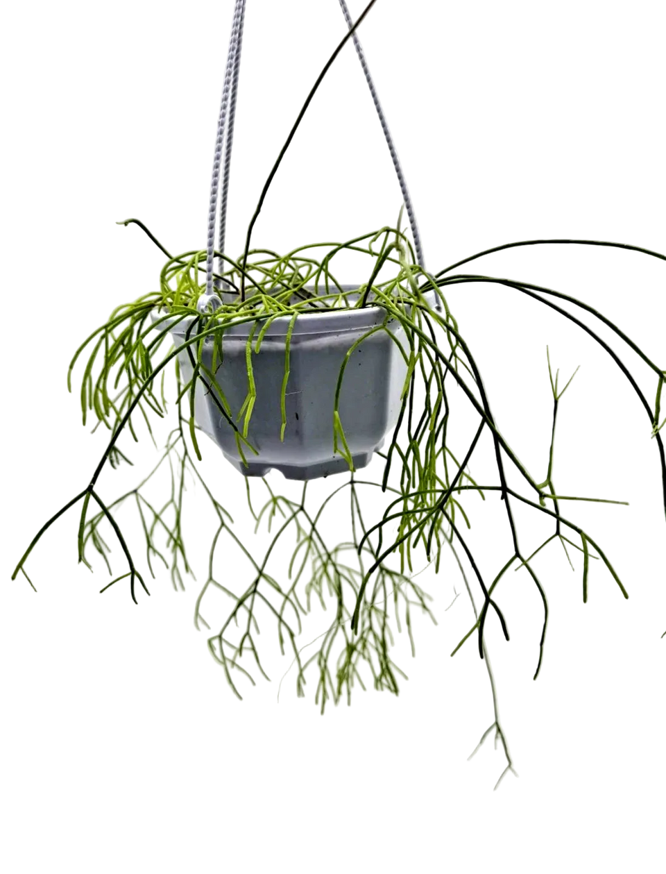 5 inch Rhipsalis mistletoe cactus hanging basket with long trailing stems