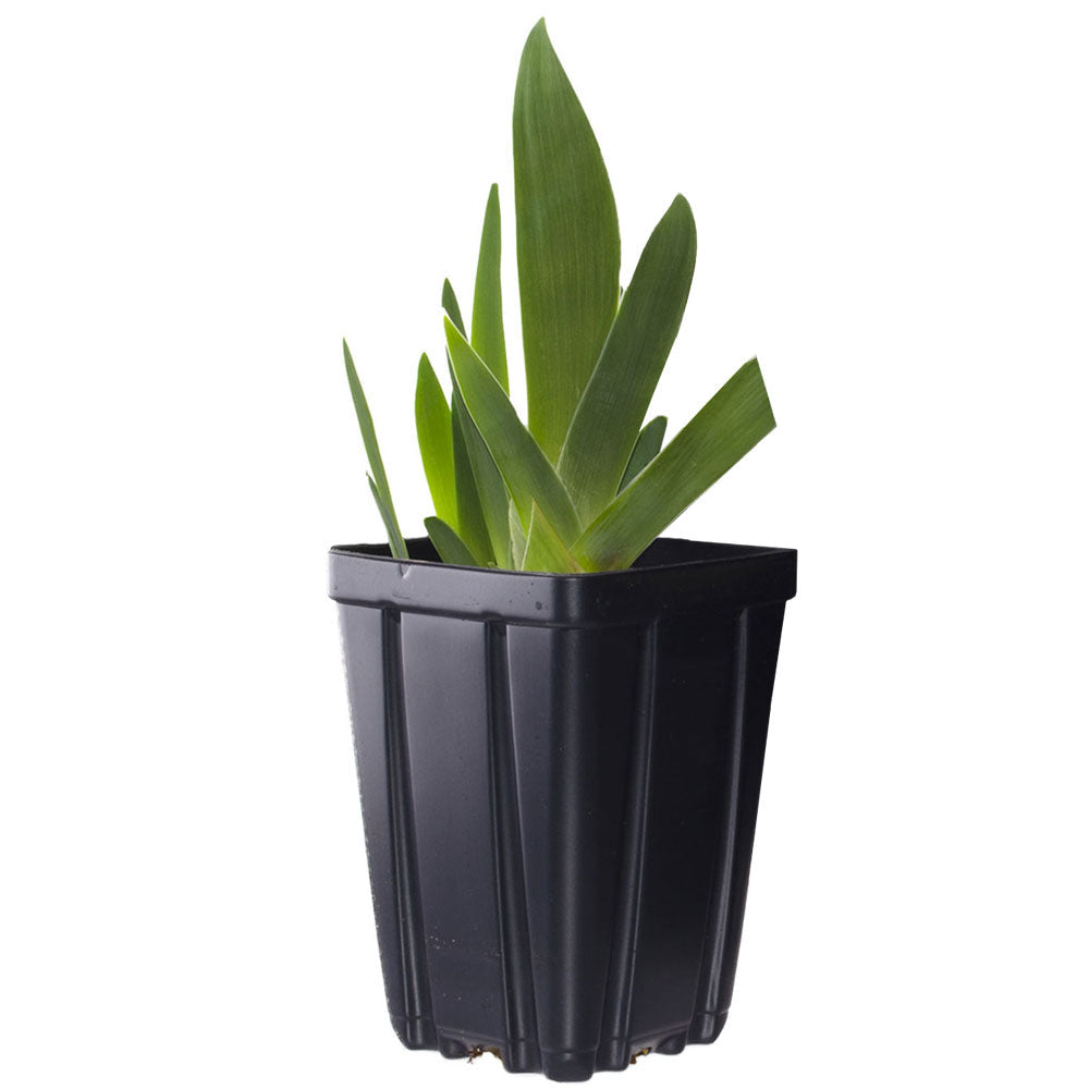 Black Suited Fragrant Black Iris Potted Quart Pot