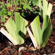 Another Chapter Fragrant Bi-Color Iris Quart Container