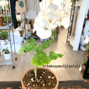 Geranium Seeds
