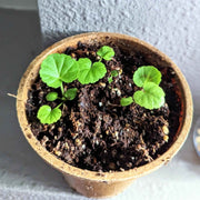 Geranium Seeds