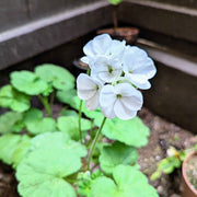 Geranium Seeds