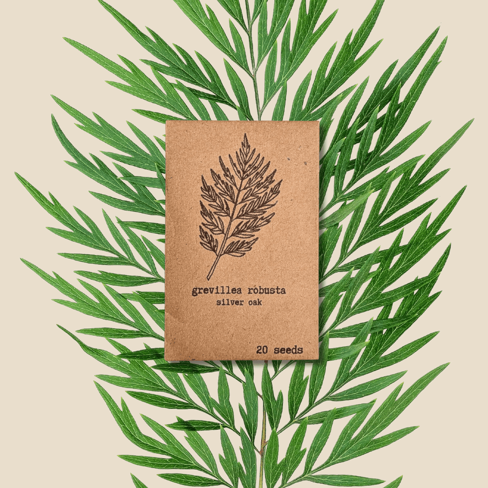 Grevillea Robusta &