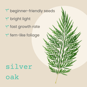 Grevillea Robusta 'Silver Oak' Seeds
