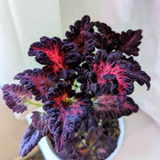 Grow a Coleus Seed Kit
