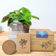 Grow a Coleus Seed Kit