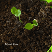 Grow a Philodendron Seed Kit