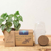 Grow a Polka Dot Seed Kit
