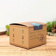 Grow an African Violet Seed Kit