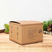 Grow an African Violet Seed Kit
