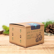 Grow an African Violet Seed Kit