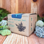 Grow an Asparagus Fern Plant Seed Kit