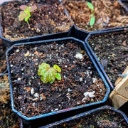 Gryphon Begonia Seeds