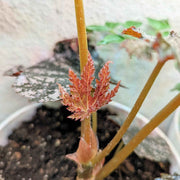 Gryphon Begonia Seeds