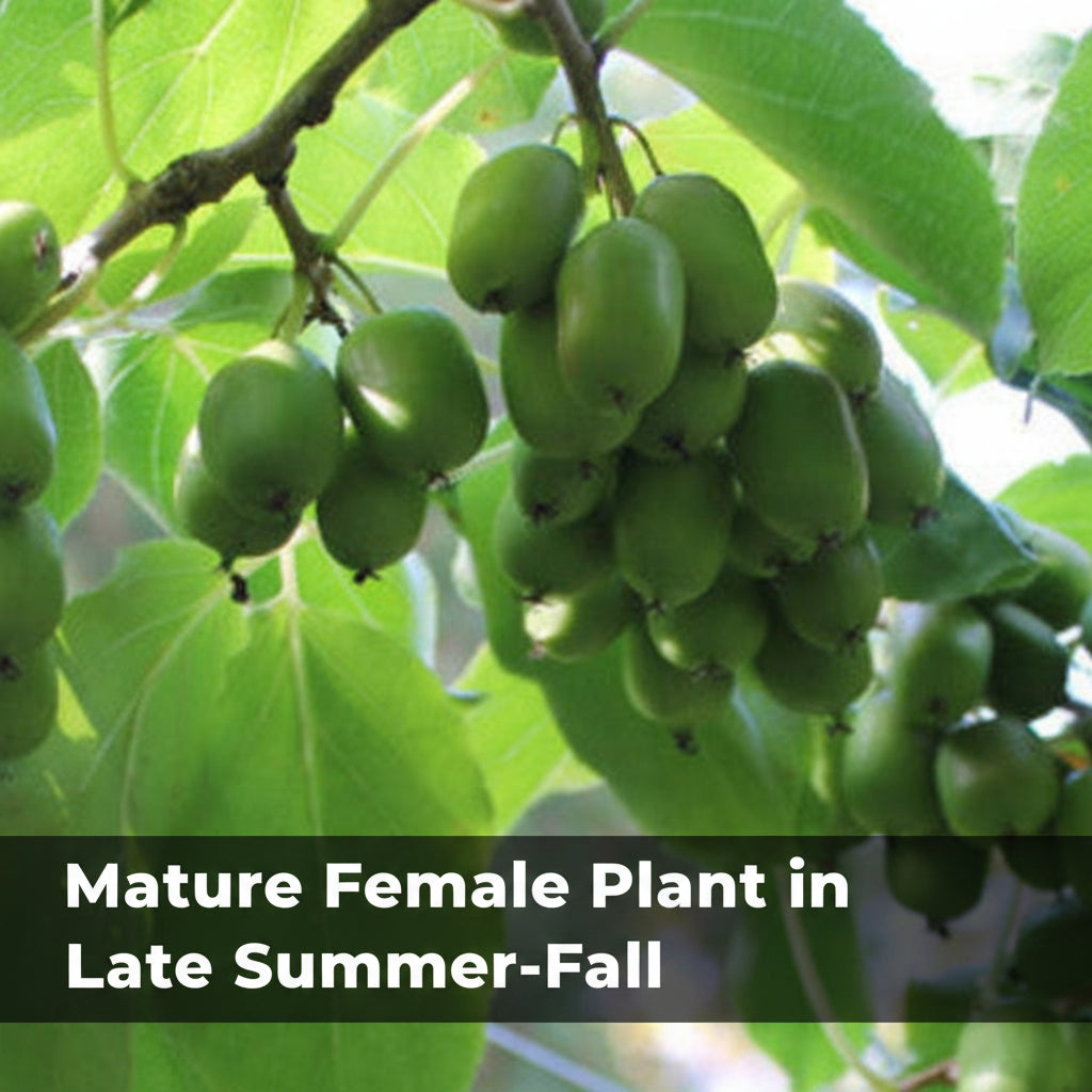 Hardy Kiwi Live Plants – Anna Female &amp; Meader Male – Edible Fruit Vine, Zones 3–8