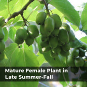Hardy Kiwi Live Plants – Anna Female & Meader Male – Edible Fruit Vine, Zones 3–8
