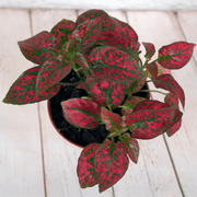 Hypoestes 'Polka Dot Plant' Seeds
