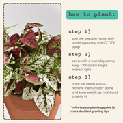 Hypoestes 'Polka Dot Plant' Seeds
