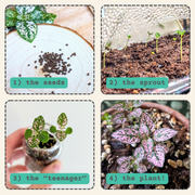 Hypoestes 'Polka Dot Plant' Seeds