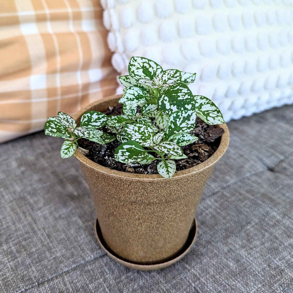 Hypoestes 'Polka Dot Plant' Seeds