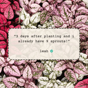 Hypoestes 'Polka Dot Plant' Seeds