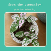 Hypoestes 'Polka Dot Plant' Seeds
