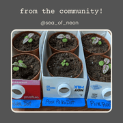 Hypoestes 'Polka Dot Plant' Seeds