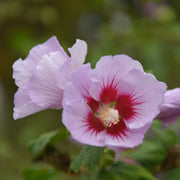 Purple Pillar® Rose of Sharon