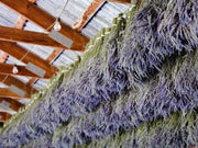 Dried Lavender Bundle – Lavender Gift for Her, Hand Wrapped California Lavender Bouquet