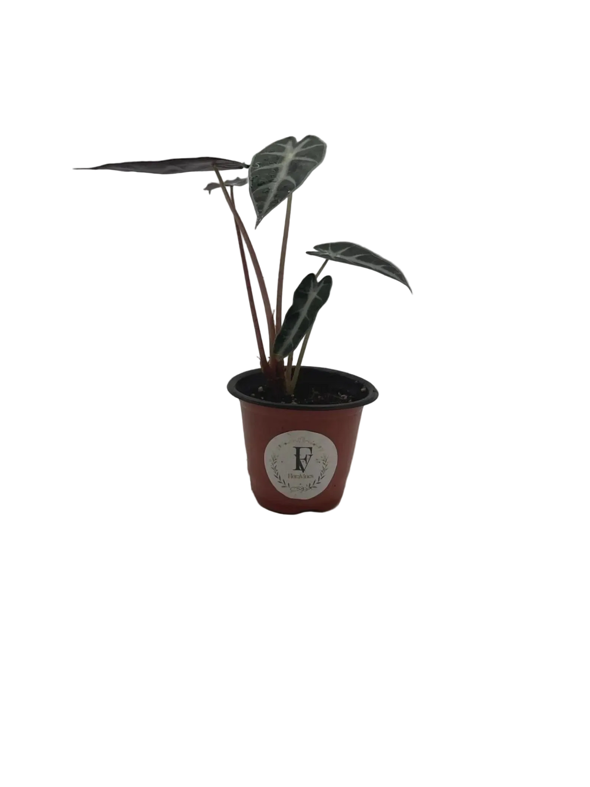 Alocasia Fairy – Compact Tropical Live Indoor Plant – 4" Pot