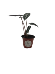 Alocasia Fairy – Compact Tropical Live Indoor Plant – 4" Pot
