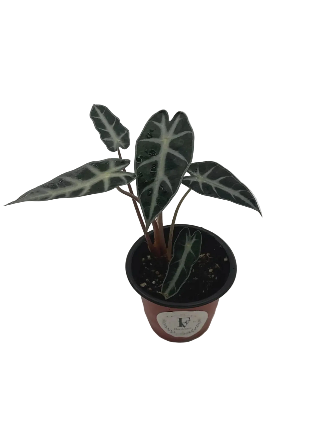 Alocasia Fairy – Compact Tropical Live Indoor Plant – 4" Pot