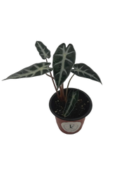 Alocasia Fairy – Compact Tropical Live Indoor Plant – 4" Pot