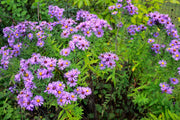 New England Aster Seeds - Native Fall Bloomer, Pollinator-Friendly, 100 Count