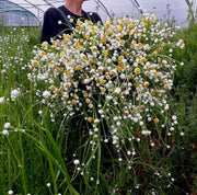 Dried Daisies, Dried Ammobium Bunch - Winged Everlasting Bundle 4oz Bunch