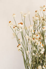 Dried Daisies, Dried Ammobium Bunch - Winged Everlasting Bundle 4oz Bunch