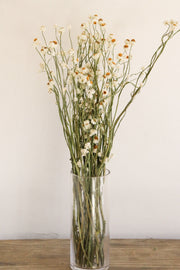 Dried Daisies, Dried Ammobium Bunch - Winged Everlasting Bundle 4oz Bunch