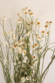 Dried Daisies, Dried Ammobium Bunch - Winged Everlasting Bundle 4oz Bunch