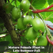 Hardy Kiwi Live Plants – Anna Female & Meader Male – Edible Fruit Vine, Zones 3–8