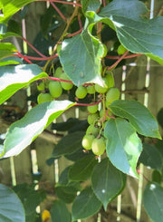 Hardy Kiwi Live Plants – Anna Female & Meader Male – Edible Fruit Vine, Zones 3–8